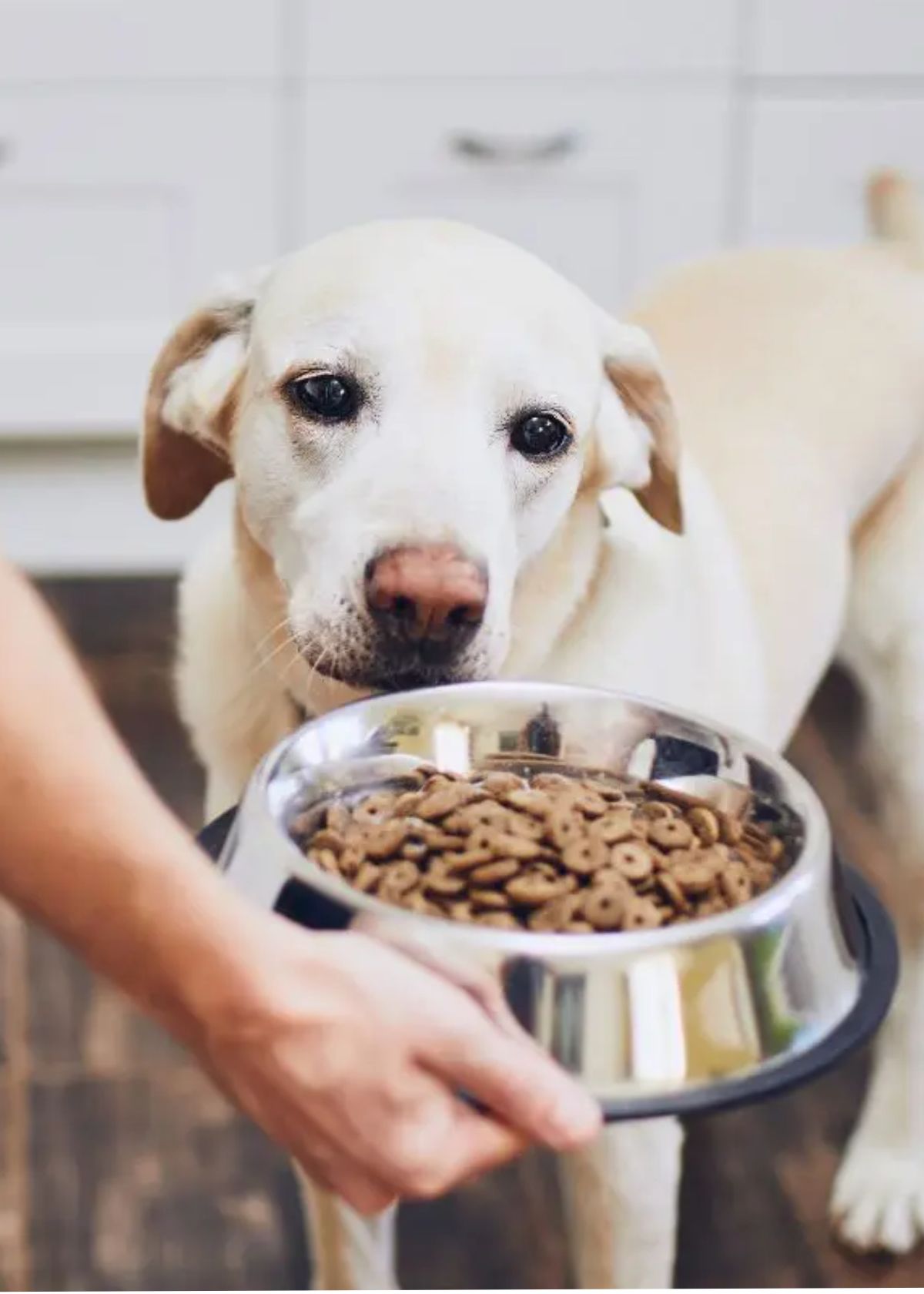The Best Dog Foods For Anal Gland Issues: A Paw-fect Solution to a Smelly Problem