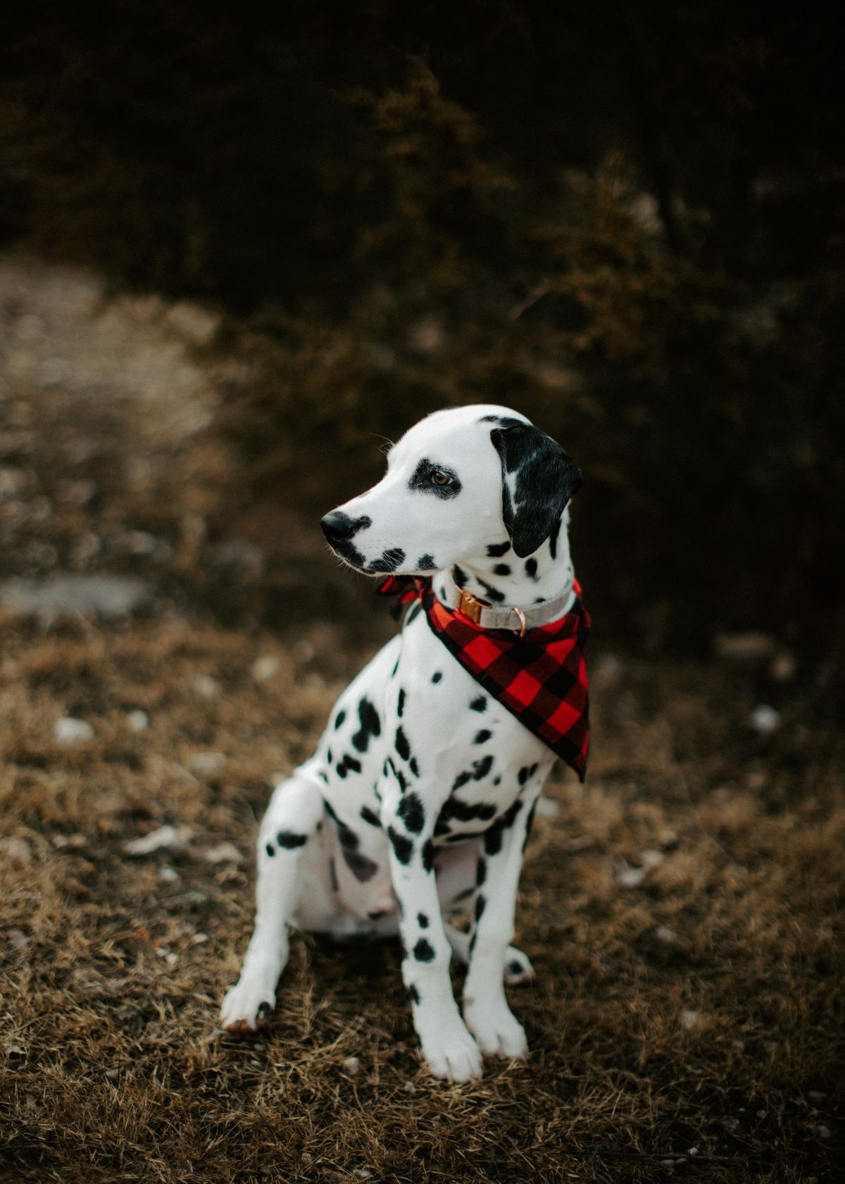 The Ultimate Guide to Choosing the Best Dog Food for Dalmatians