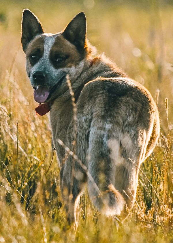 Best Dog Food For Blue Heeler (Australian Cattle Dog) of 2023 : Top 5 Products Reviewed