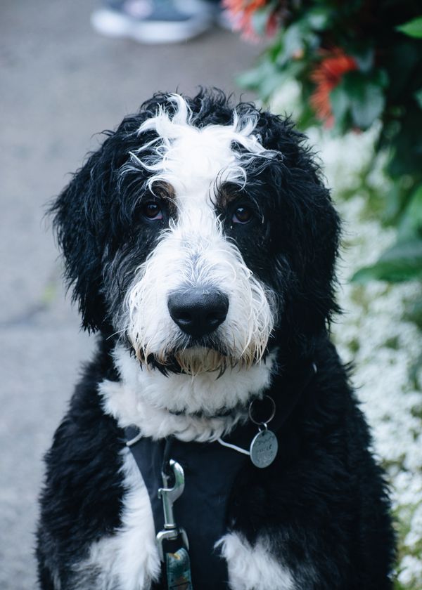 The 3 Best Dog Food For Bernedoodle, According to Vets
