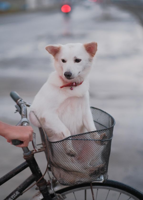 Bring Your 20 lb Fur Babies For A Fun Ride:  The Best Bike Basket of 2023 For 20 lb dogs