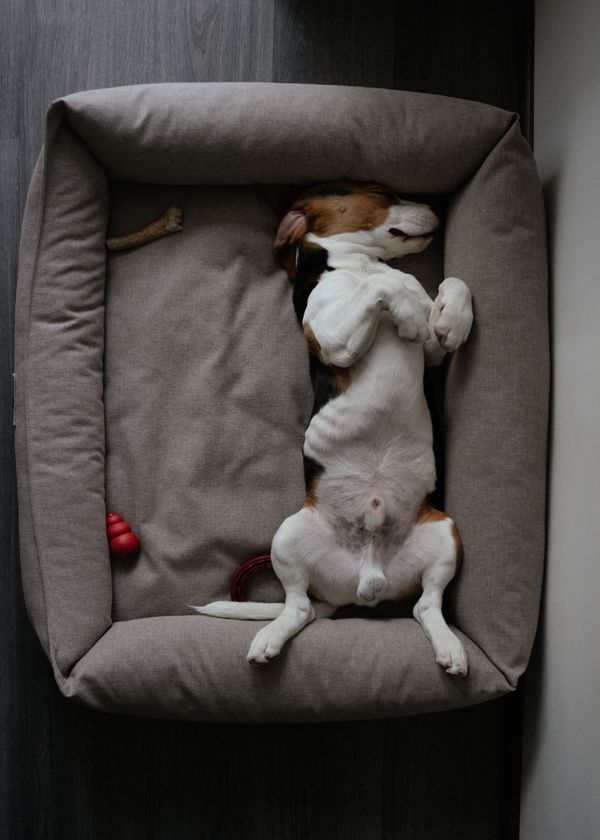 The Best Dog Bed of 2023 For Your Furry Baby