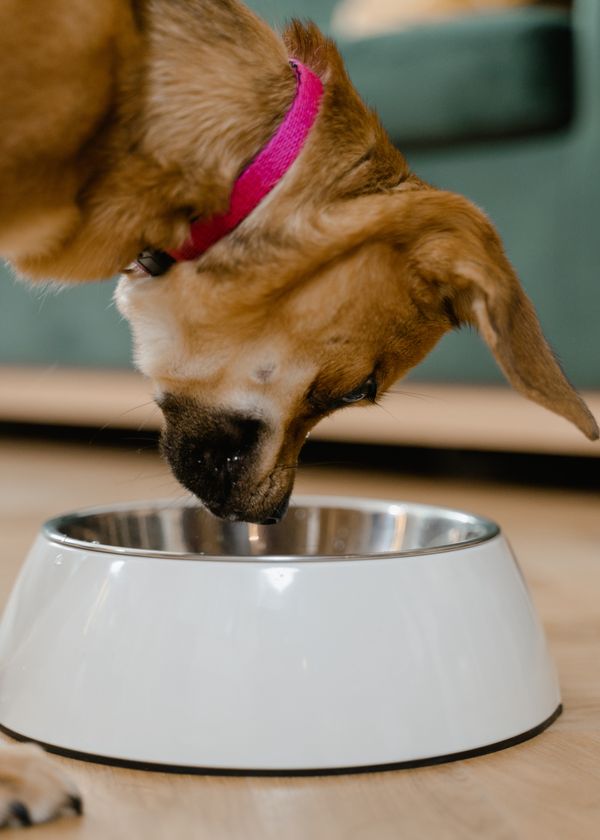 Unveiling the Top 3 Slow Feeder Dog Bowls for a Tail-Wagging Diet Transformation!