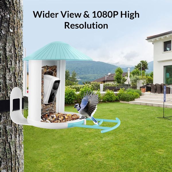 Best Bird Feeder Cameras To Get Up Close And Personal With Them